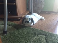 Alexis