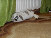 Snickers