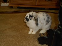 Snickers