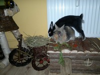 Stefa i Kaziu