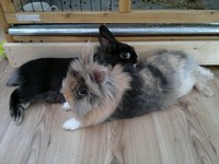 Stefa i Kaziu