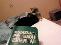Stefa i Kaziu