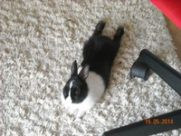 Kr�lik miniaturka