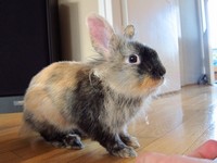 Kr�lik miniaturka