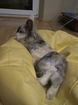 Kr�lik miniaturka