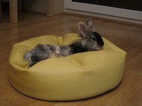 Kr�lik miniaturka