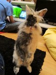 Kr�lik miniaturka