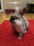Kr�lik miniaturka