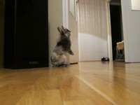 Kr�lik miniaturka