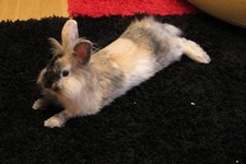 Kr�lik miniaturka