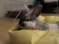 Kr�lik miniaturka