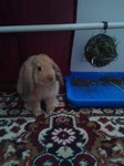 Tobi i Tosia