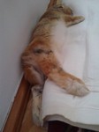 Tobi i Tosia