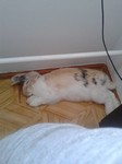 Tobi i Tosia