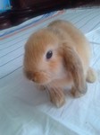 Tobi i Tosia