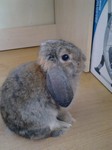 Kr�lik miniaturka
