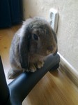 Kr�lik miniaturka