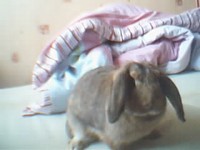 Kr�lik miniaturka