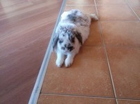 Pepito