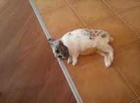 Pepito