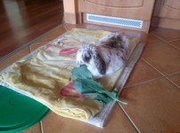 Pepito