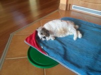Pepito