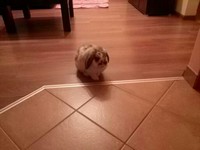 Pepito