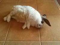 Pepito