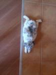 Pepito