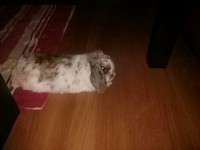 Pepito