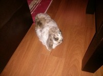 Pepito