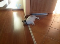 Pepito