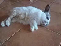 Pepito