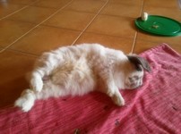 Pepito