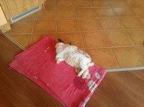 Pepito