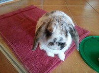 Pepito