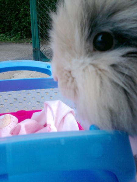 Zmys�y kr�lia