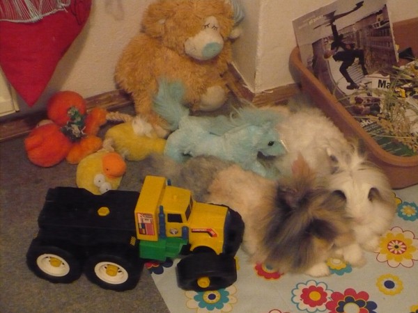 Zmys�y kr�lika